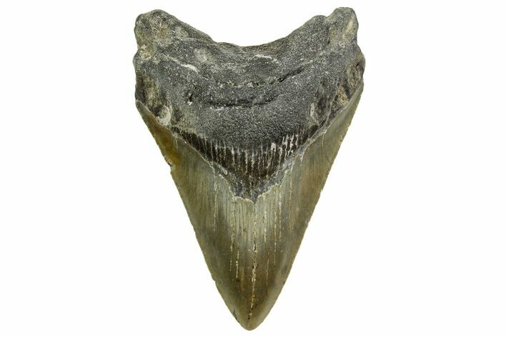 Serrated, Fossil Megalodon Tooth - North Carolina #363712